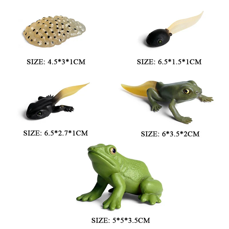 Oenux Simulation Luna Moth Salmon Butterfly Ants Life Growth Cycle Animals Model Action Figures Educational Miniature Kids Toy