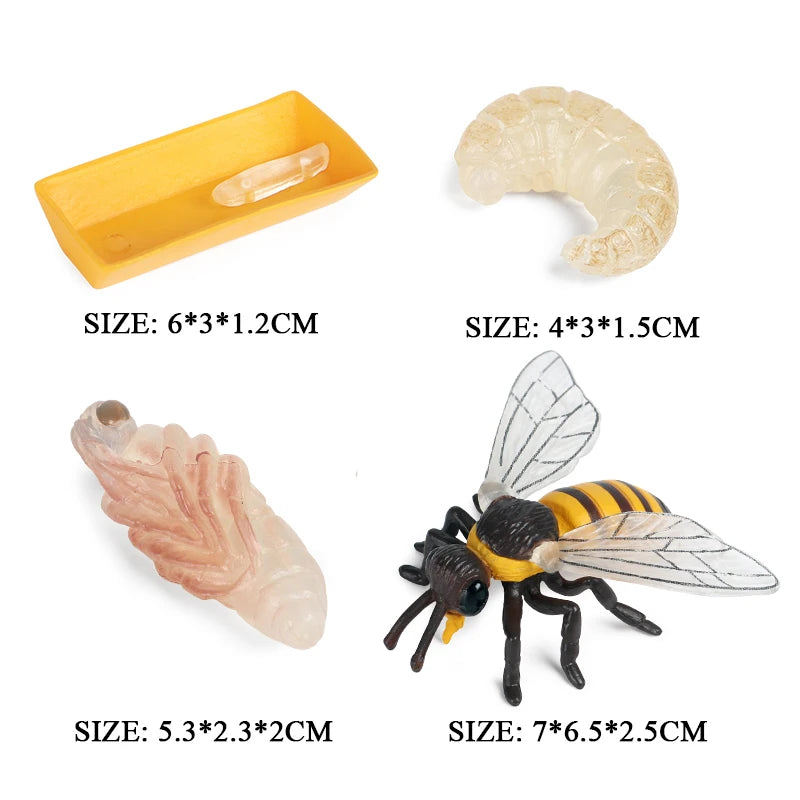 Oenux Simulation Luna Moth Salmon Butterfly Ants Life Growth Cycle Animals Model Action Figures Educational Miniature Kids Toy