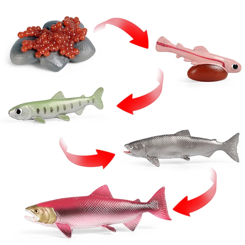 Oenux Simulation Luna Moth Salmon Butterfly Ants Life Growth Cycle Animals Model Action Figures Educational Miniature Kids Toy