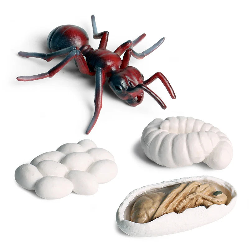Oenux Simulation Luna Moth Salmon Butterfly Ants Life Growth Cycle Animals Model Action Figures Educational Miniature Kids Toy