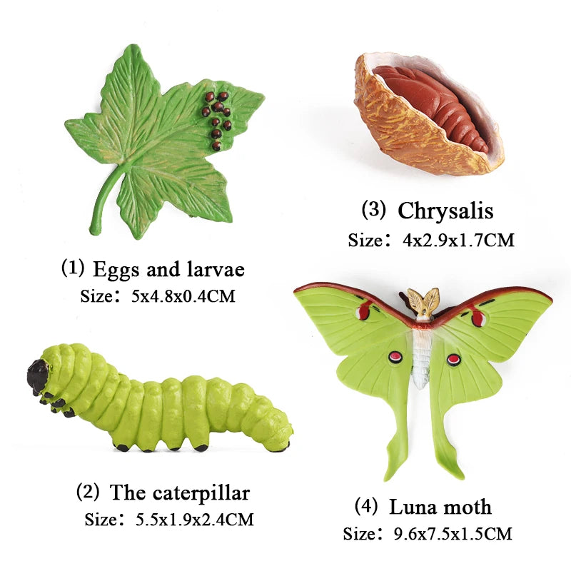 Oenux Simulation Luna Moth Salmon Butterfly Ants Life Growth Cycle Animals Model Action Figures Educational Miniature Kids Toy