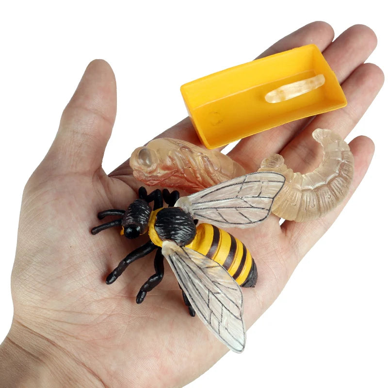 Oenux Simulation Luna Moth Salmon Butterfly Ants Life Growth Cycle Animals Model Action Figures Educational Miniature Kids Toy
