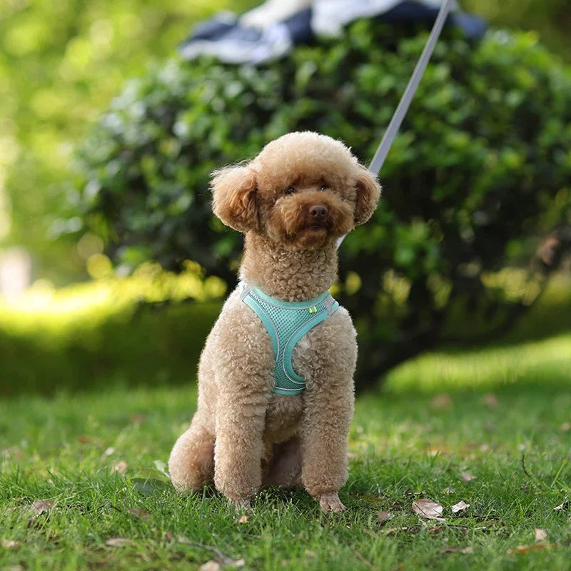 Puppy Harness Set Dog Accessories Adjustable Puppy and Cat Harness Vest French Bulldog Chihuahua Small Dog Collar Pet Leash Dogs