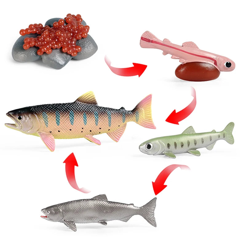 Oenux Simulation Luna Moth Salmon Butterfly Ants Life Growth Cycle Animals Model Action Figures Educational Miniature Kids Toy
