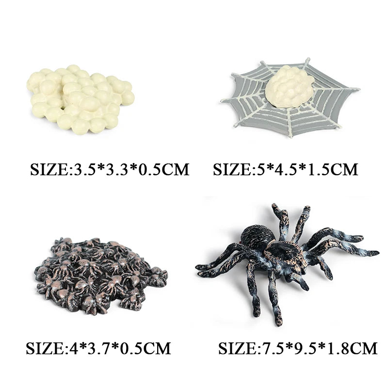 Oenux Simulation Luna Moth Salmon Butterfly Ants Life Growth Cycle Animals Model Action Figures Educational Miniature Kids Toy