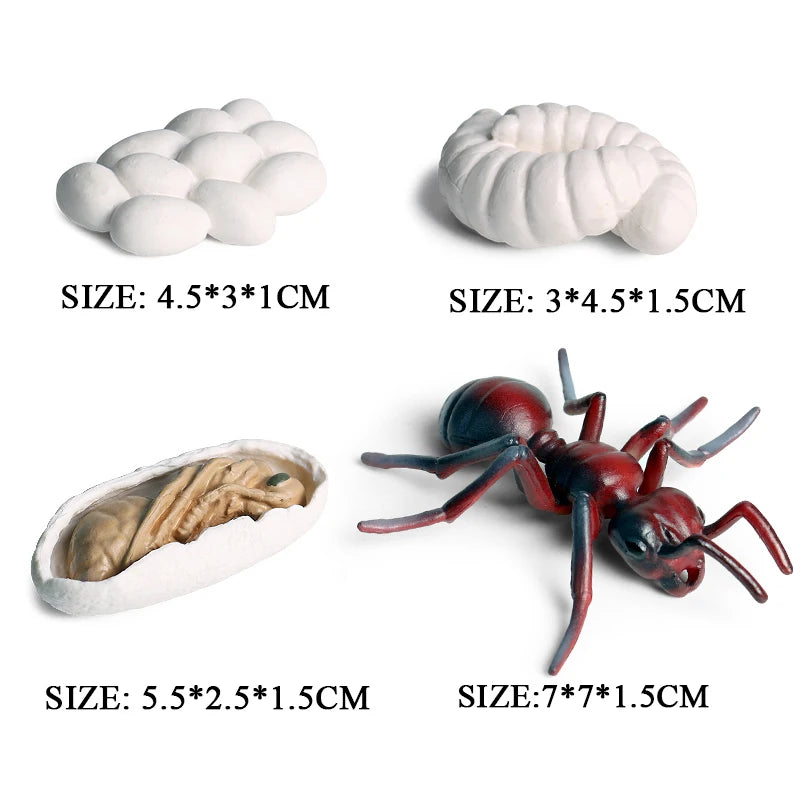 Oenux Simulation Luna Moth Salmon Butterfly Ants Life Growth Cycle Animals Model Action Figures Educational Miniature Kids Toy