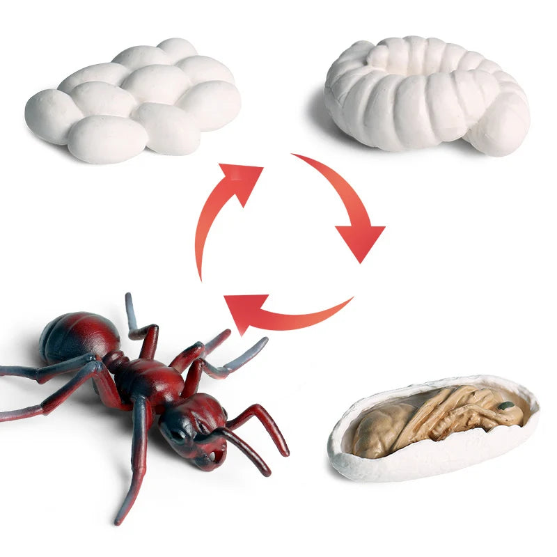 Oenux Simulation Luna Moth Salmon Butterfly Ants Life Growth Cycle Animals Model Action Figures Educational Miniature Kids Toy