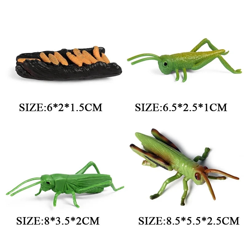 Oenux Simulation Luna Moth Salmon Butterfly Ants Life Growth Cycle Animals Model Action Figures Educational Miniature Kids Toy
