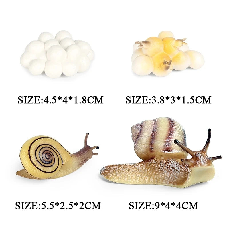 Oenux Simulation Luna Moth Salmon Butterfly Ants Life Growth Cycle Animals Model Action Figures Educational Miniature Kids Toy
